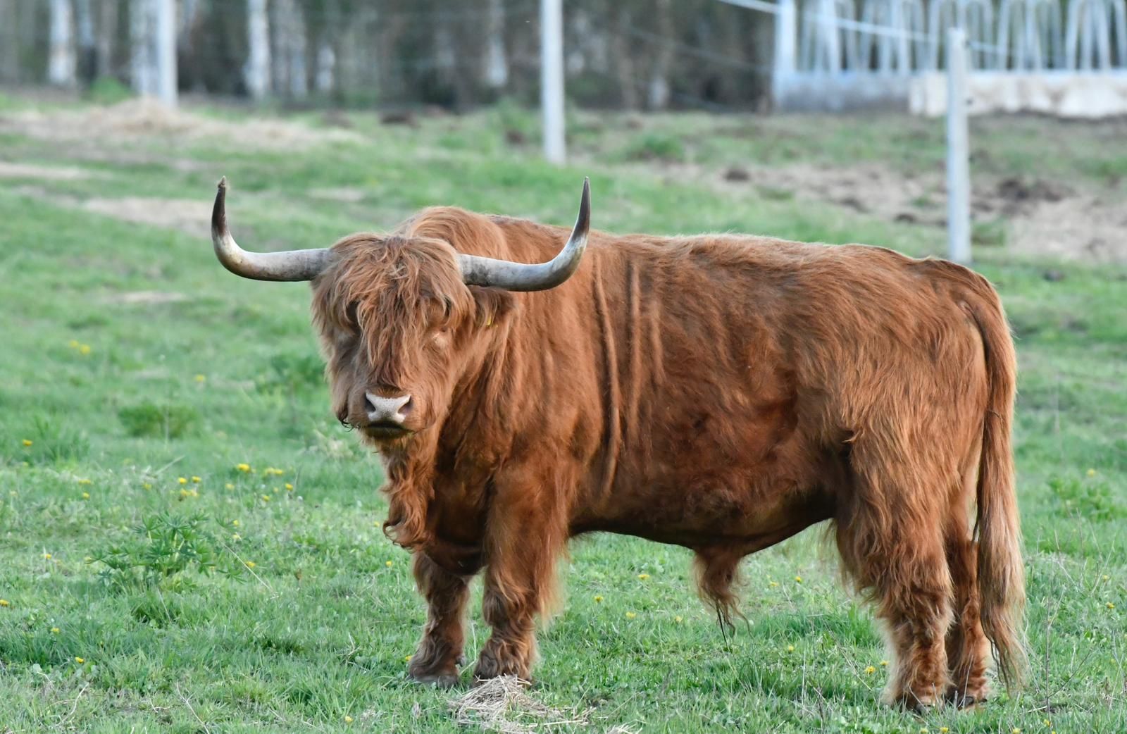 A herd of Scottish cattle