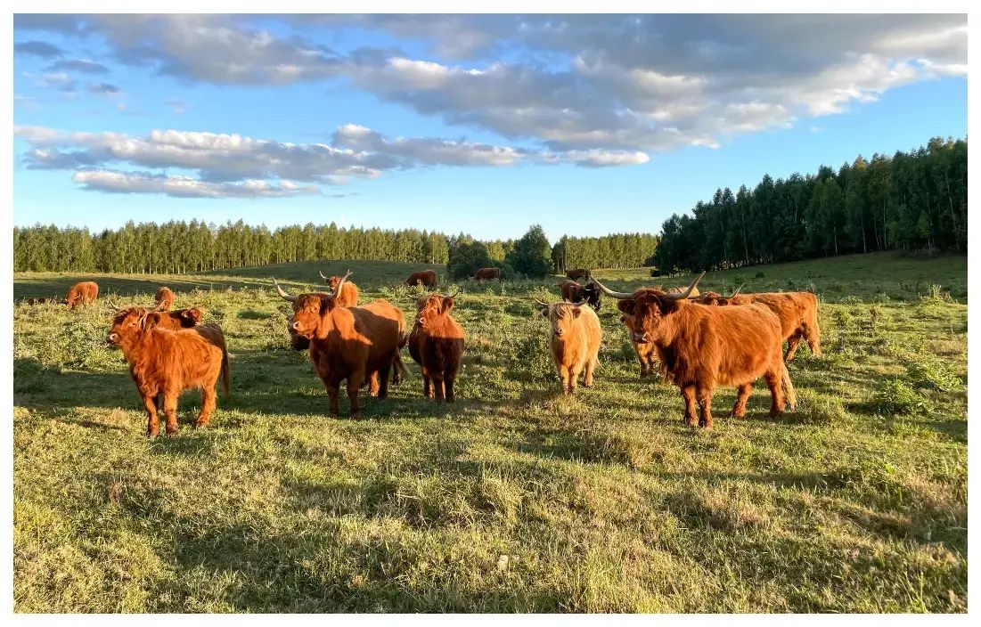 Low-maintenance farming on 60 hectares